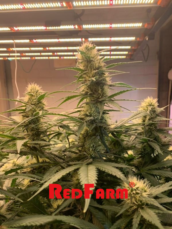 ইন্ডোর প্ল্যান্টের জন্য OEM উচ্চ ফলন UV IR 1000W LED গ্রো লাইট 5